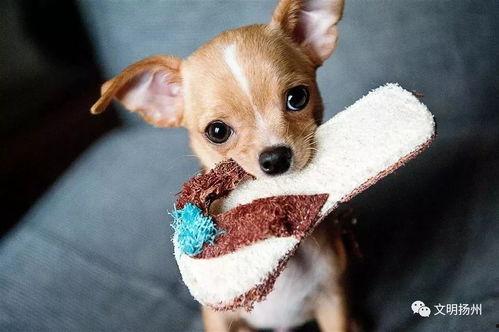 娱乐吃瓜酱狗狗拍照,狗狗镜头下的娱乐吃瓜瞬间 第2张 娱乐吃瓜酱狗狗拍照,狗狗镜头下的娱乐吃瓜瞬间 第2张