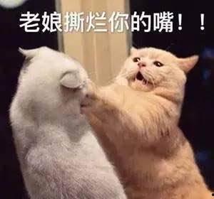 娱乐吃瓜君和猫,揭秘娱乐圈的萌宠趣事 第2张 娱乐吃瓜君和猫,揭秘娱乐圈的萌宠趣事 第2张