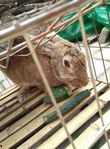 娱乐吃瓜小兔子,娱乐圈吃瓜小兔子的幕后故事 第2张 娱乐吃瓜小兔子,娱乐圈吃瓜小兔子的幕后故事 第2张