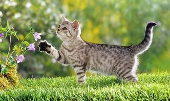 娱乐吃瓜酱猫,揭秘娱乐圈那些不为人知的幕后故事 第3张 娱乐吃瓜酱猫,揭秘娱乐圈那些不为人知的幕后故事 第3张