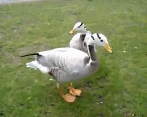 吃瓜娱乐鸭 第3张 吃瓜娱乐鸭 第3张