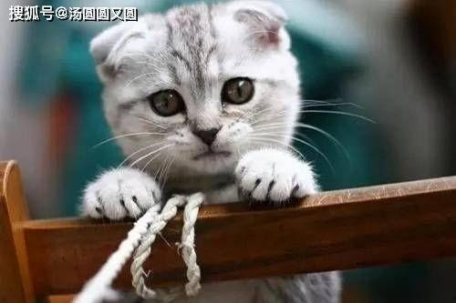 娱乐吃瓜君和折耳猫,揭秘娱乐圈的萌宠故事 第3张 娱乐吃瓜君和折耳猫,揭秘娱乐圈的萌宠故事 第3张